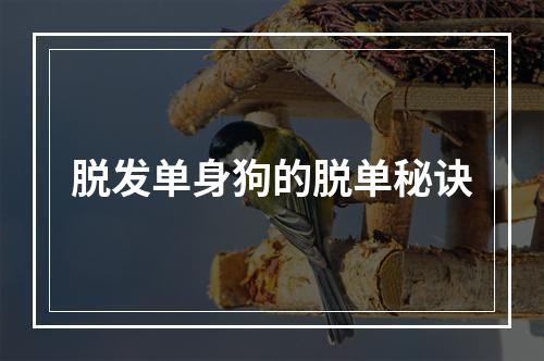 脱发单身狗的脱单秘诀