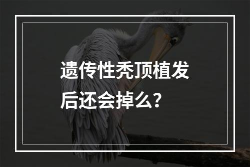 遗传性秃顶植发后还会掉么？