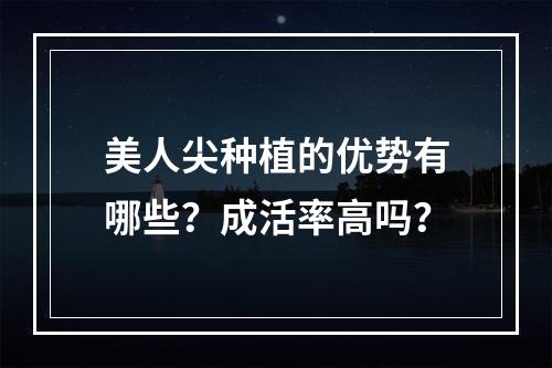 美人尖种植的优势有哪些？成活率高吗？