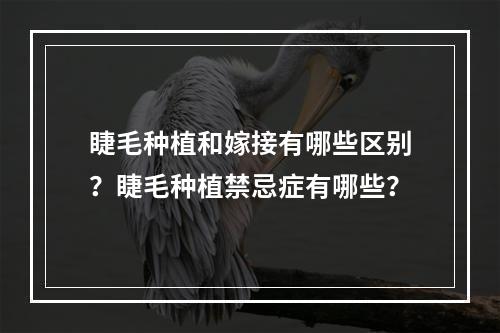 睫毛种植和嫁接有哪些区别？睫毛种植禁忌症有哪些？