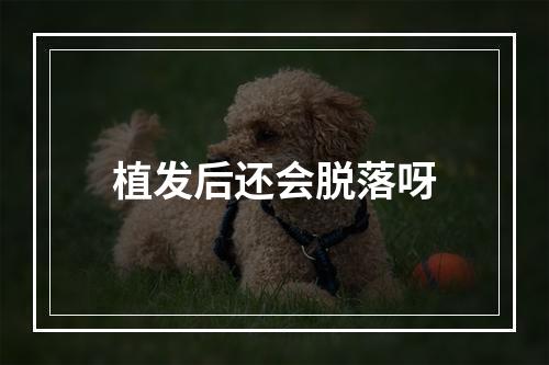 植发后还会脱落呀