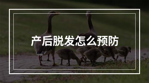 产后脱发怎么预防