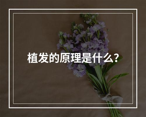 植发的原理是什么？