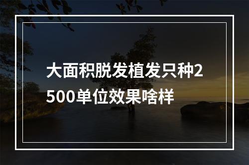 大面积脱发植发只种2500单位效果啥样