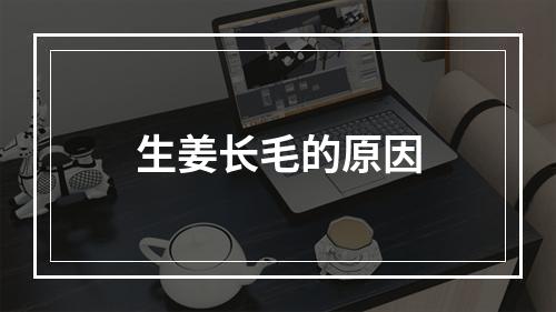 生姜长毛的原因