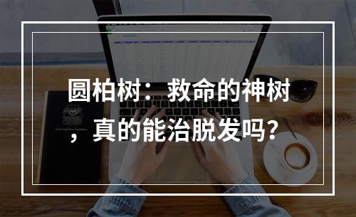 圆柏树：救命的神树，真的能治脱发吗？