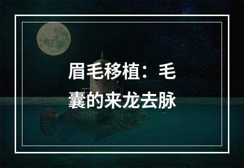 眉毛移植：毛囊的来龙去脉