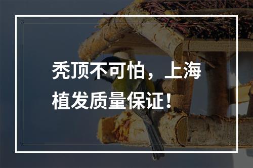 秃顶不可怕，上海植发质量保证！