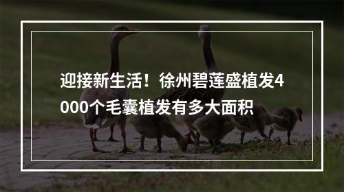 迎接新生活！徐州碧莲盛植发4000个毛囊植发有多大面积