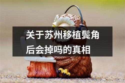 关于苏州移植鬓角后会掉吗的真相