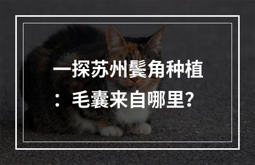 一探苏州鬓角种植：毛囊来自哪里？