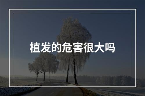 植发的危害很大吗